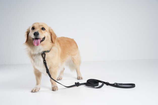 servizio fotografico dietro le quinte del cane