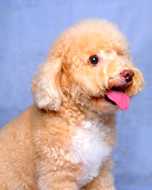 Sessione di foto di cane barboncino femmina cremoso e cremoso in studio con sfondo blu grigio rosso ed espressione felice