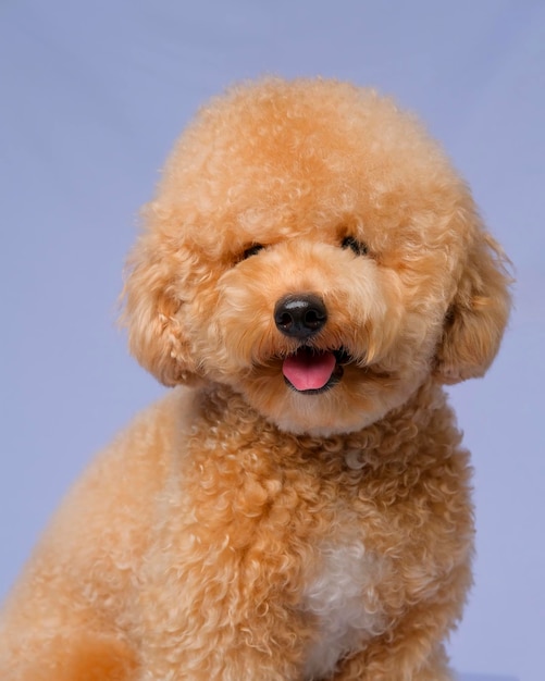 Sessione di foto di cane barboncino femmina cremoso e cremoso in studio con sfondo grigio blu ed espressione felice