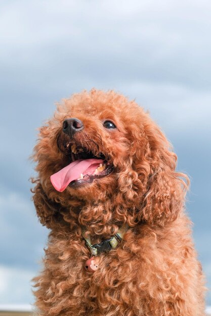 Sessione di servizio fotografico di cane barboncino color pelliccia color cioccolato in studio con sfondo di colore grigio ed espressione felice