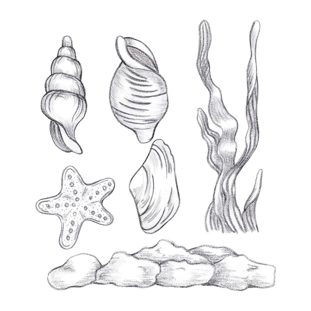 Set a matita nera disegnato a mano di conchiglie e alghe marine isolate su sfondo bianco L'illustrazione marina può essere utilizzata per inviti a etichette di carte e altri prodotti stampati