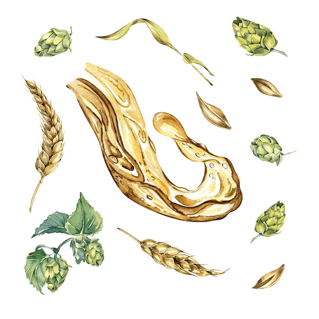 Set con coni di luppolo di birra splash e illustrazione dell'acquerello dell'orecchio di grano isolato su bianco