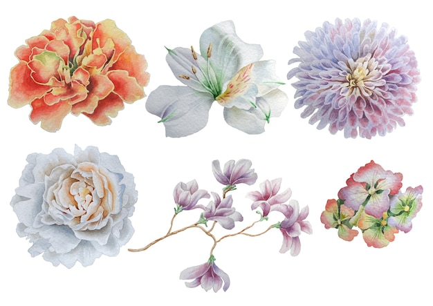 Set con fiori. Rosa. Peonia. Alstroemeria. Calendula. Illustrazione dell'acquerello. Disegnato a mano.