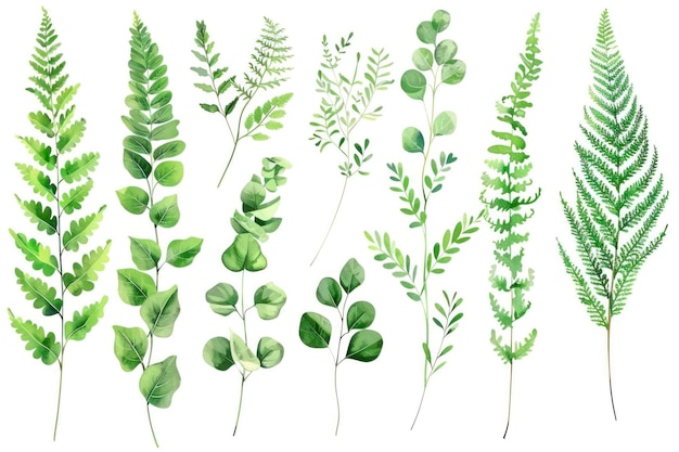 Set con foglie Illustrazione botanica Fern eucalipto bosso sfondo floreale vintage