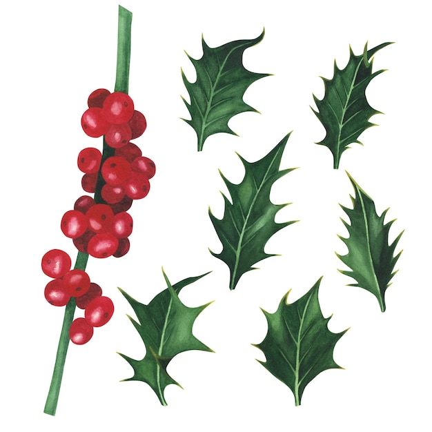 Set di agrifoglio della pianta di Natale isolato su sfondo bianco Illustrazione di Natale disegnata a mano con acquerello Arte per il design
