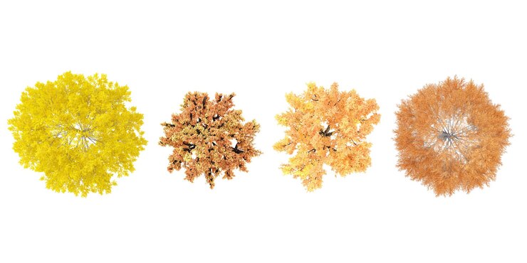Foto set di alberi di ginkgo di poplar beech rosso d'autunno renderizzati dalla vista superiore illustrazione 3d