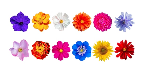 Set di bellissimi fiori da giardino estivi isolati su uno sfondo bianco