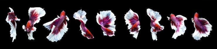 Foto set di bellissimi pesci betta siamesi collezione di pesci da combattimento betta splendens isolati su nero