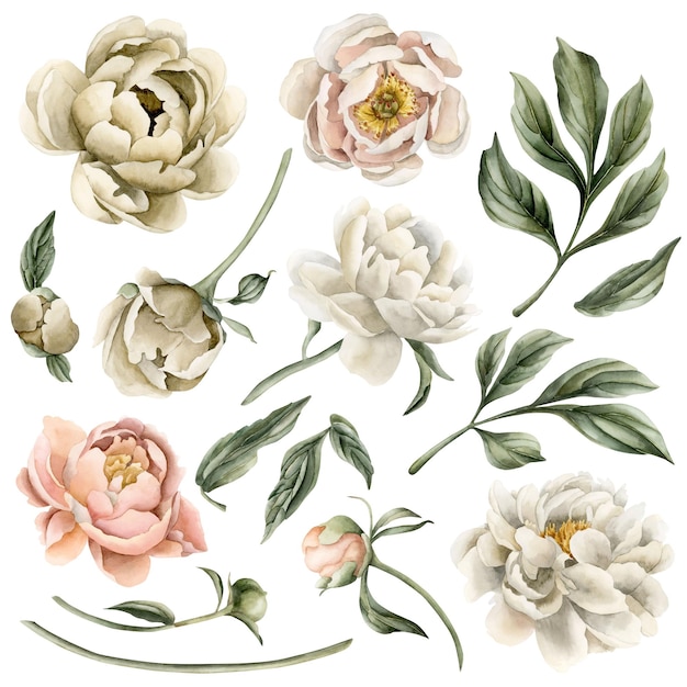 Set di boccioli e foglie di fiori di peonia Illustrazione floreale ad acquerello isolata su sfondo bianco