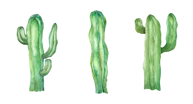 Set di cactus illustrazione ad acquerello su sfondo bianco Festa junina brasiliana per il design
