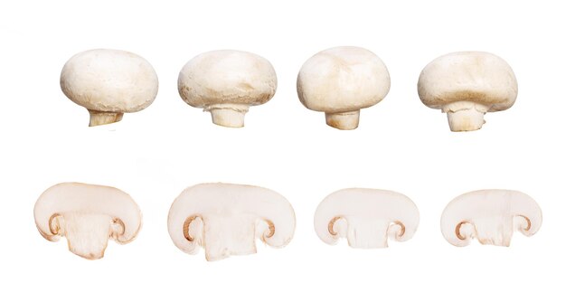 Set di champignon naturali isolati su sfondo bianco