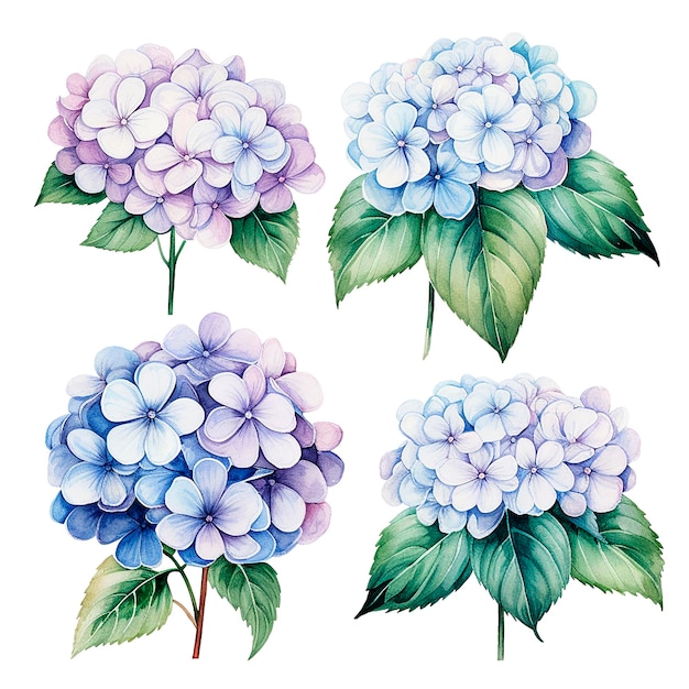 set di disegni ad acquerello di fiori di ortensia illustrazione realistica di hortensia blu