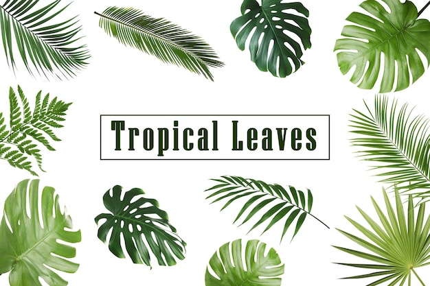 Set di diverse foglie tropicali su sfondo bianco