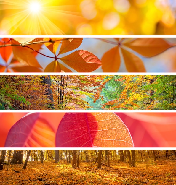 Set di diversi sfondi colorati autunno banner bella caduta