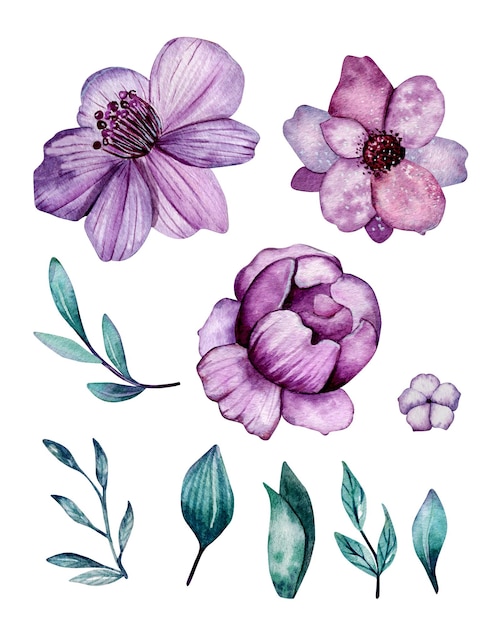 Set di elementi ad acquerello disegnati a mano fiori viola stilizzati foglie ramoscelli isolati sullo sfondo