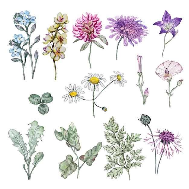 Set di fiori di campo Fiori isolati Illustrazione dell'acquerello