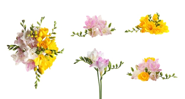Set di fiori di fresia gialli e rosa su sfondo bianco