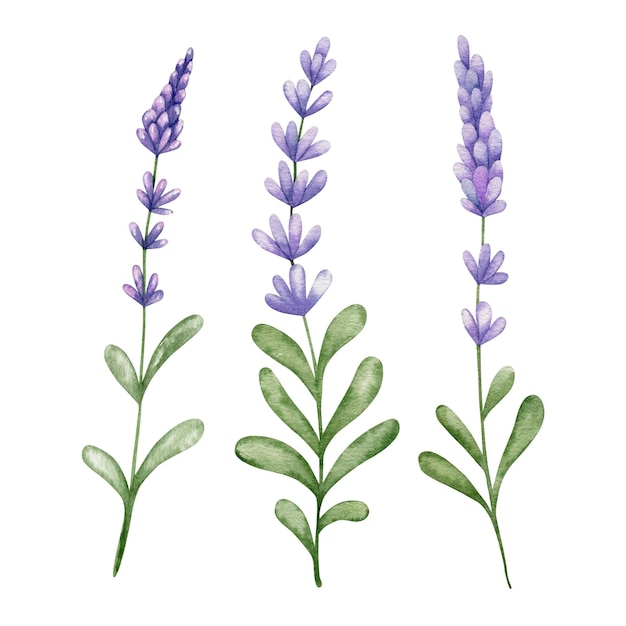 Set di fiori di lavanda isolati su sfondo bianco, illustrazione dell'acquerello.