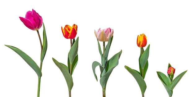 Set di fiori di tulipano colorati isolati su sfondo bianco