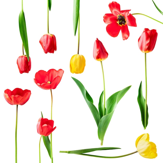 Set di fiori di tulipano rosso e giallo