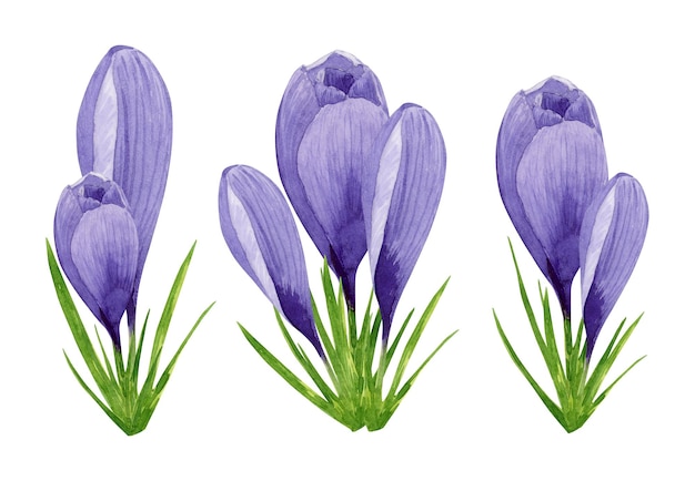 Set di fiori primaverili di crocus viola, illustrazione floreale ad acquerello dipinta a mano su sfondo bianco