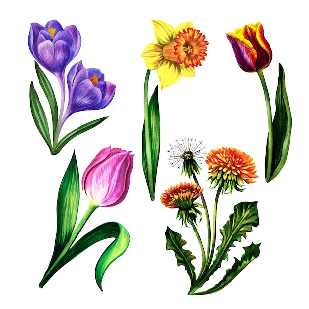 Set di fiori primaverili. Illustrazione ad acquerello.