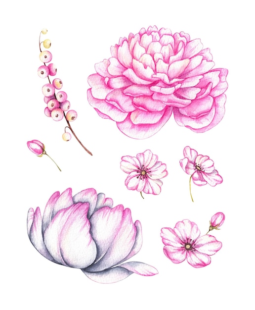 Set di fiori rosa su sfondo bianco in acquerello