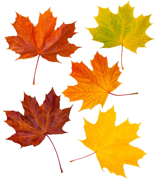 Set di foglie di acero rosse e gialle isolate