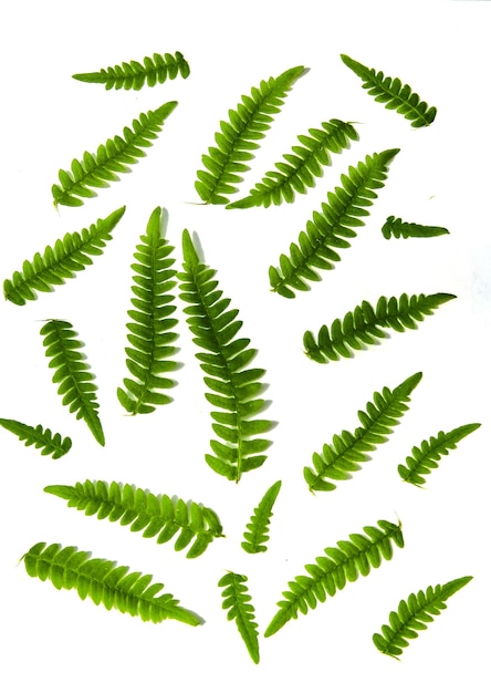 Set di foglie di felce verde pianta della foresta pluviale tropicale isolata su priorità bassa bianca. Motivo floreale.