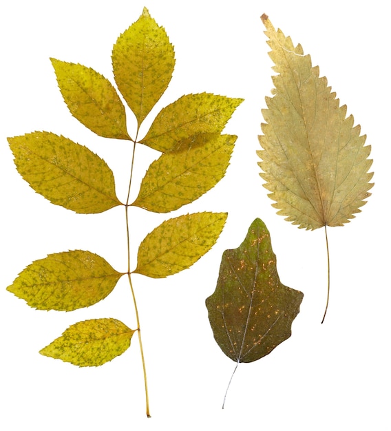 Set di foglie essiccate di colore diverso per un erbario. Isolato sulla superficie bianca.