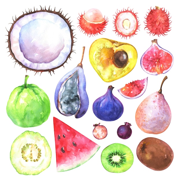 Set di frutta esotica dipinta a mano Collezione acquerello di cocco fico kiwi anguria guava canistel pera rambutan amelanchier akebia quinata isolato su sfondo bianco