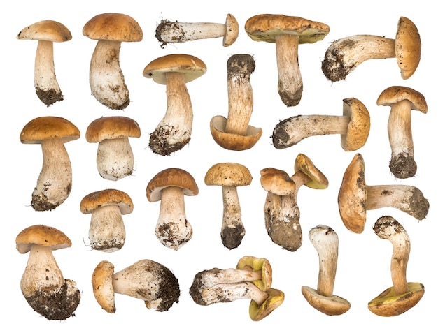 Set di funghi porcini isolati su uno sfondo bianco Cep iso