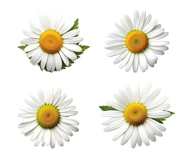 Set di icone di fiori bianchi stile di rendering 3D isolato su sfondo bianco o trasparente