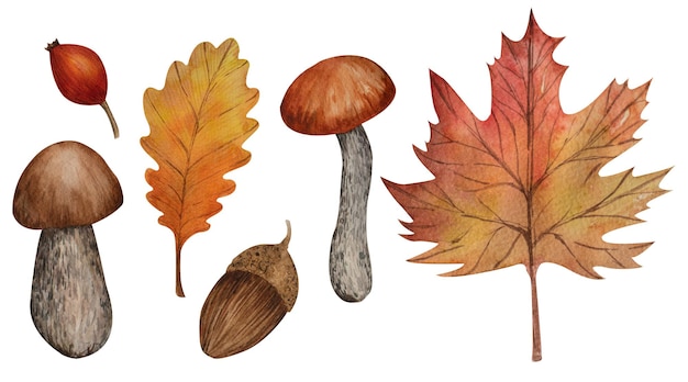 Set di illustrazione autunnale dell'acquerello foglie cadute gialle e arancioni funghi commestibili ghianda bacca rossa Illustrazione floreale isolata rustica dipinta a mano per promozioni di stampa di design