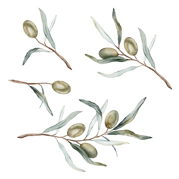 Set di illustrazioni ad acquerello di bellissime olive verdi per una vita sana e sfondo di design Dipinto a mano isolato su uno sfondo bianco