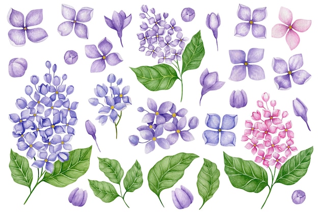 Set di illustrazioni ad acquerello di fiori lilla