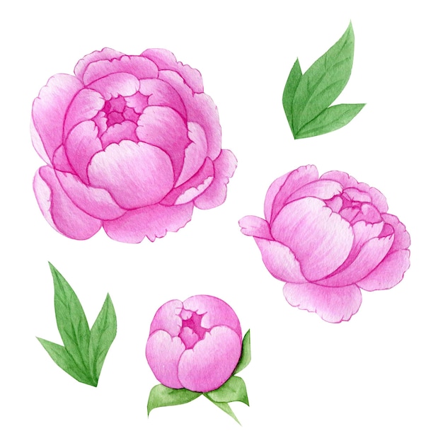 Set di illustrazioni ad acquerello di peonie rosa