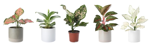 Set di piante Aglaonema per casa su sfondo bianco Banner design