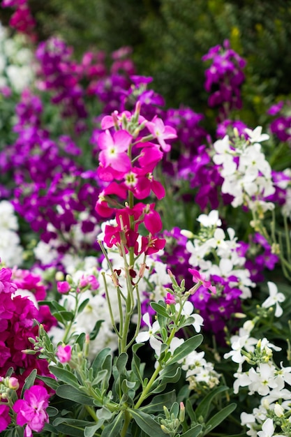 Set di piccoli fiori colorati con foglie verdi