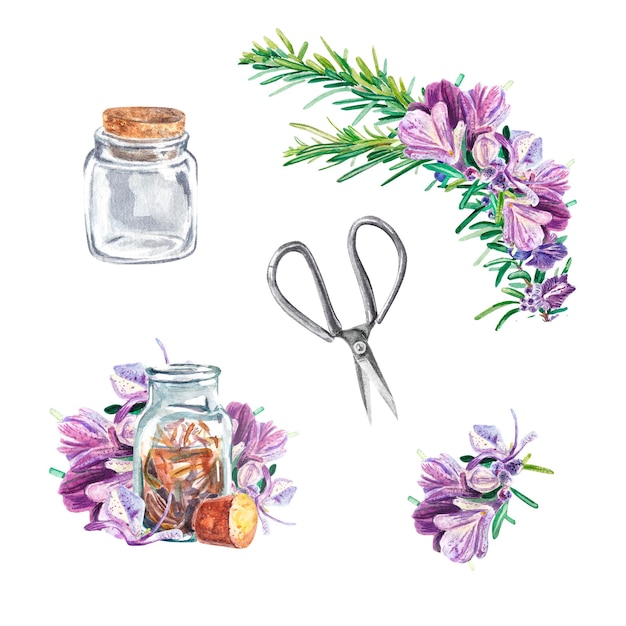 Set di rosmarino con grandi fiori viola su sfondo bianco Forbici ramoscello vaso trasparente fiore Illustrazione ad acquerello di spezie per cucinare Oggetti botanici Per imballaggi tessili di design