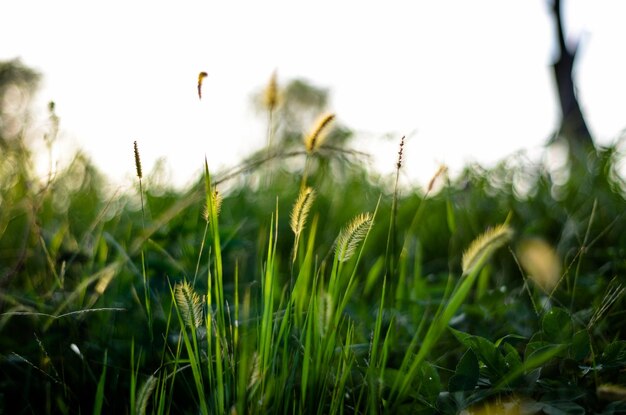 Setaria viridis nel parco