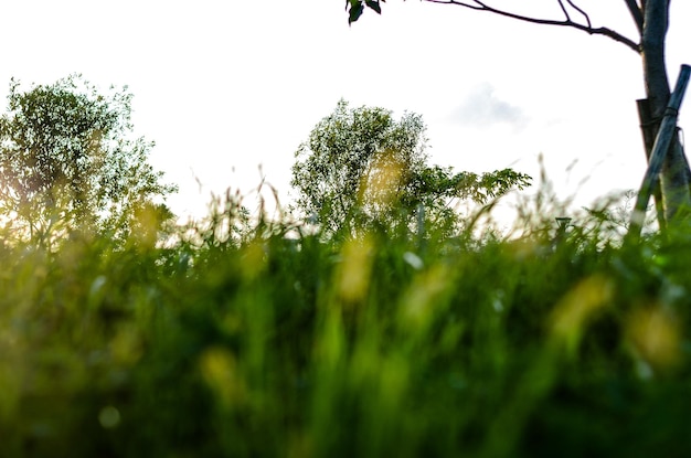 Setaria viridis nel parco