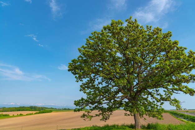 Sette stelle albero biei