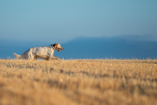 Setter punteggiato