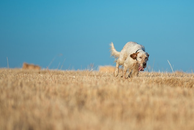 Setter punteggiato