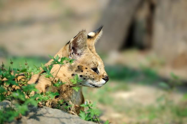 Sevral nella natura selvaggia