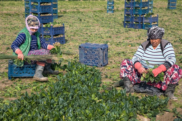 Seyrek - Foca - Izmir - Turchia, 25 gennaio 2023, lavoratori stagionali che lavorano in un campo di spinaci.