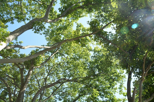 Sezione alta di alberi contro un cielo limpido