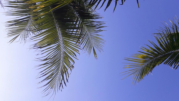 Sezione alta di foglie di palma contro il cielo blu