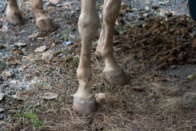 Sezione bassa del cane sul campo